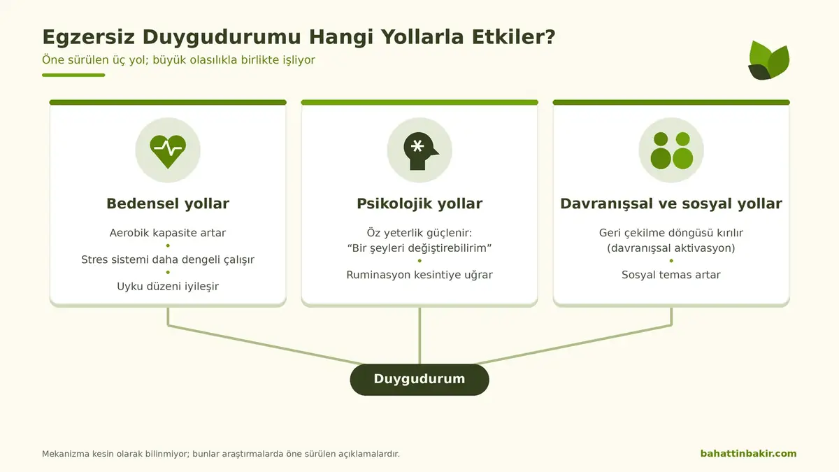 Egzersiz ve depresyon: egzersizin duygudurumu etkilediği bedensel, psikolojik ve davranışsal-sosyal yollar